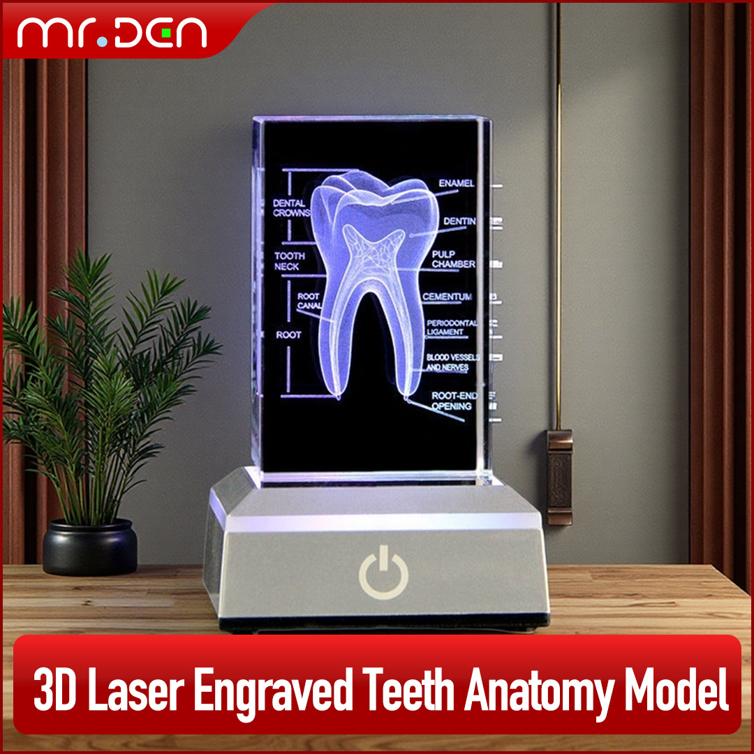 Diş 3D Lazer Kazınmış İnsan İs - Paper Weight Crystal incelemesi ve fiyatı